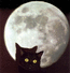 Кот белой луны